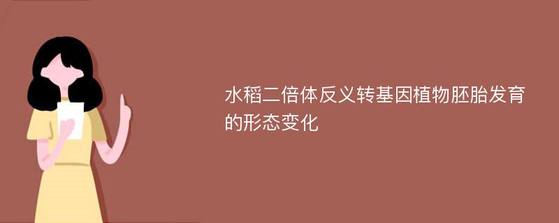 水稻二倍体反义转基因植物胚胎发育的形态变化